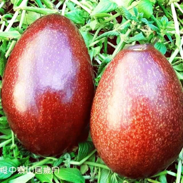 Nb bibit red Vietnam