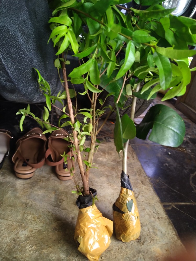 Bahan Bonsai Amplas Taiwan Import