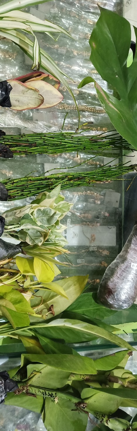 Tanaman Hias Srigading Koin-tanaman Gantung