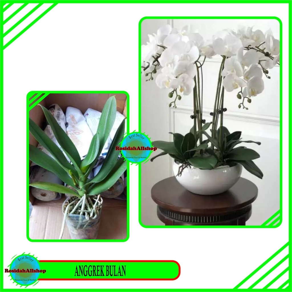 ANGGREK BULAN DEWASA/ANGGREK BULAN SIAP BERBUNGA/ANGGREK SIZE JUMBO/BUNGA ANGGREK BULAN/TANAMAN ANGG