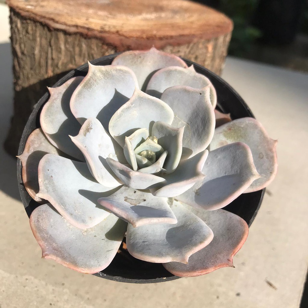 Tanaman Hias Hidup Kaktus Sukulen Echeveria 'Fleur Blanc'