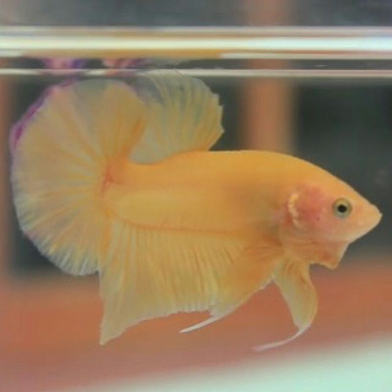 cupang hias yellow banana