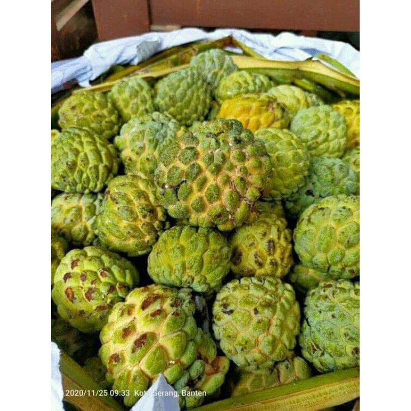 

BUAH SRIKAYA SEGAR 1KG