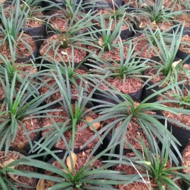 kucai mini - tanaman kucai mini - pohon kucai mini