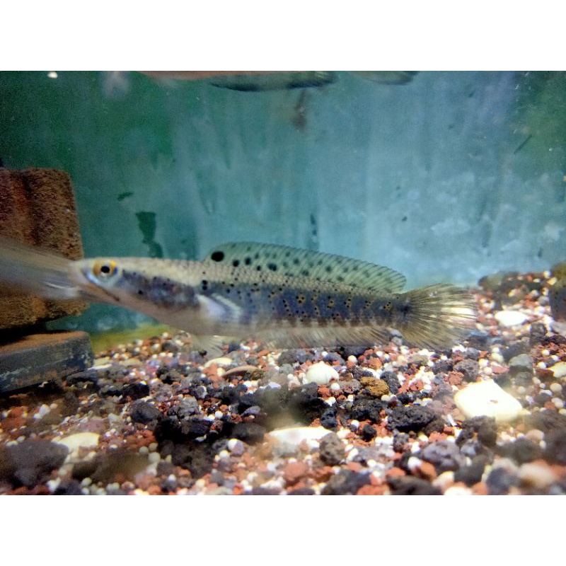 blue pulcra 7-8cm ful pelet blue super