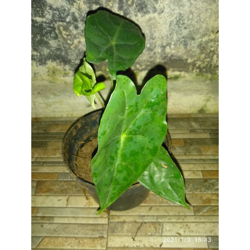 TANAMA HIAS ALOCASIA LONGILOBA KELADI KUPING KELINCI ALOCASIA AMAZON LOKAL