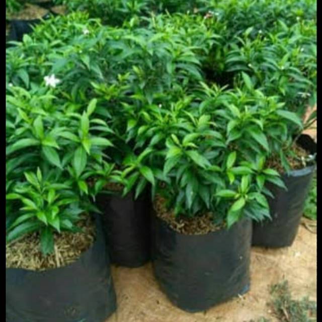 

ROMBUSA MINI berkualitas murah dan segar