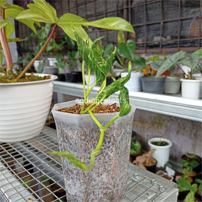 Epipremnum Shangrila Variegata