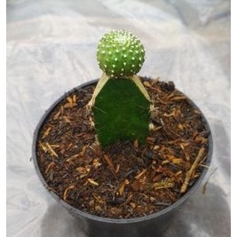 kaktus mini rebutia tanaman hias
