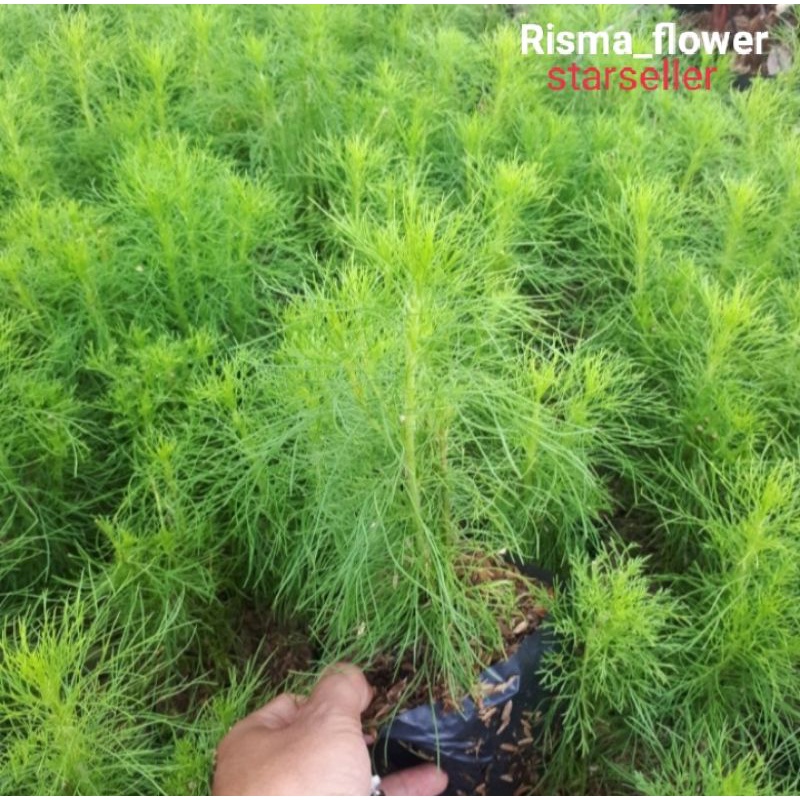 POHON CEMARA AIR / TANAMAN HIAS CEMARA AIR
