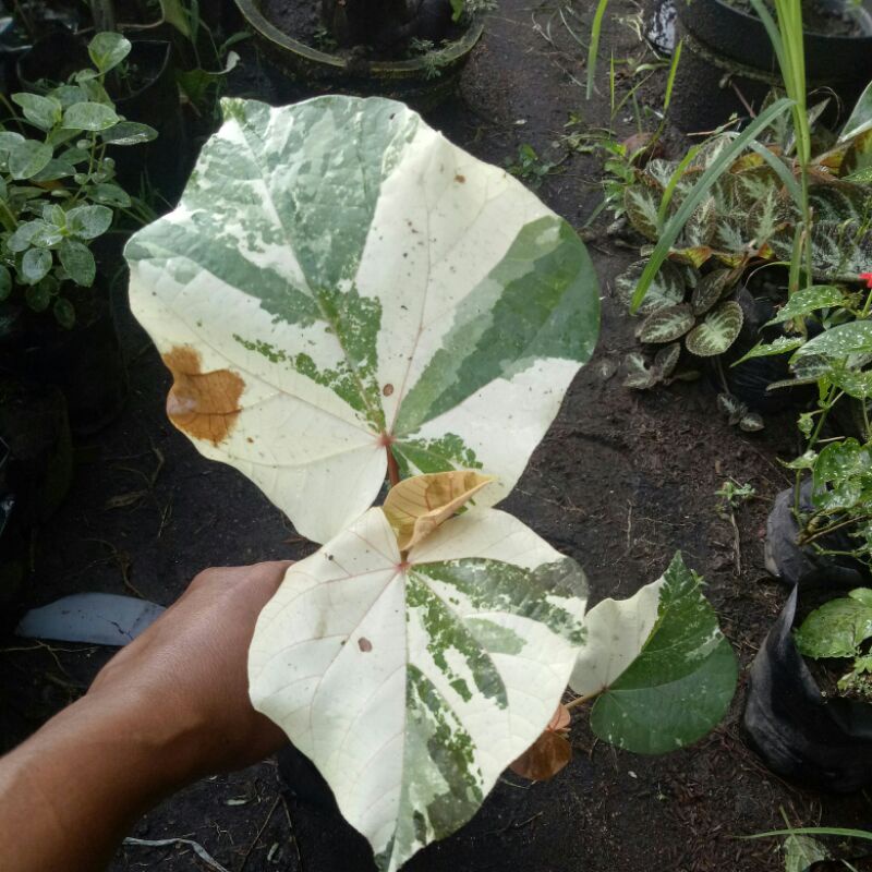 Bahan Bonsai Waru Varigata