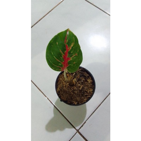 tanaman hias baby aglonema wulandari daun 1
