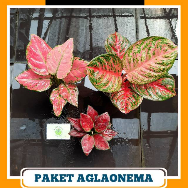 Paket Aglonema Murah spesial ( Pink Anja, Wulandari, Black maroon )