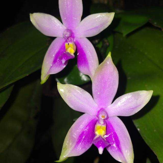 Phalaenopsis Violacea