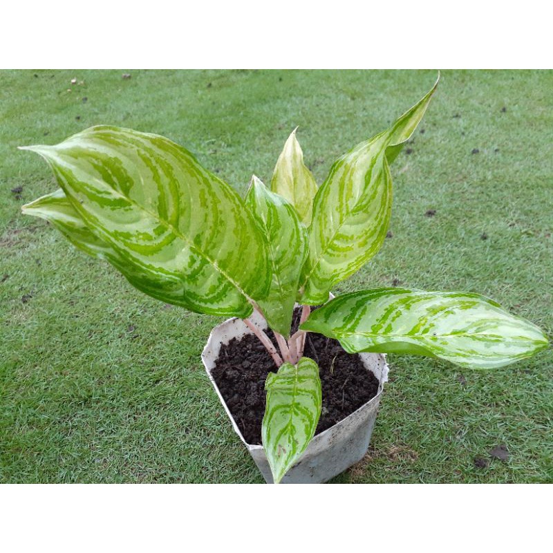 Aglaonema / Sri rejeki Crypsum