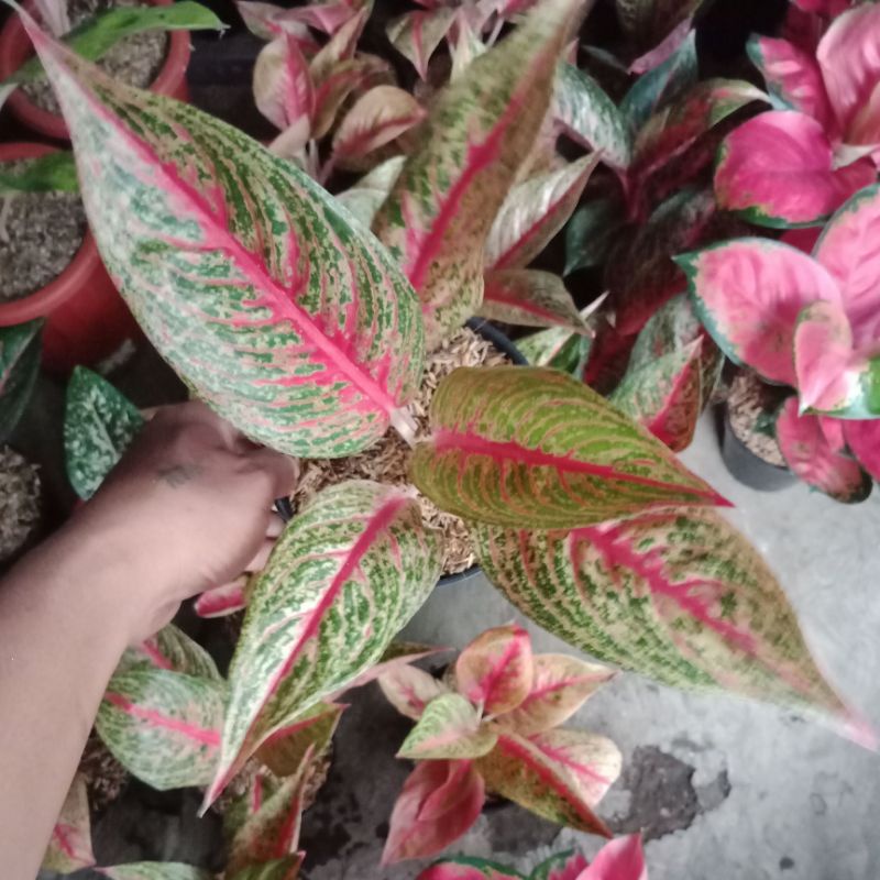 aglaonema red legacy tulang merah