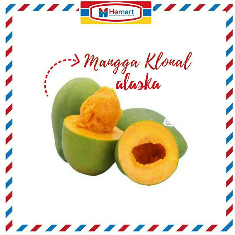 Bibit Mangga Klonal_rajanya mangga_bibit mangga alpukat_bibit mangga harumanis_bibit mangga_bibit bu