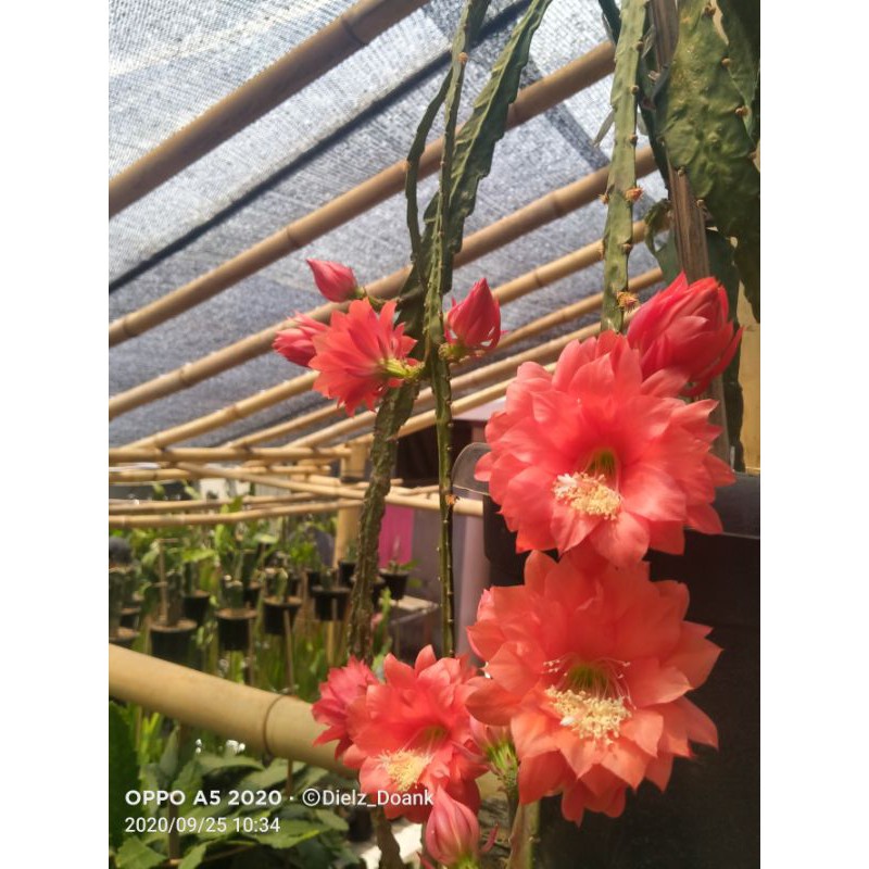 Epiphyllum Wijaya Kusuma Hybrid "Ackermannii"