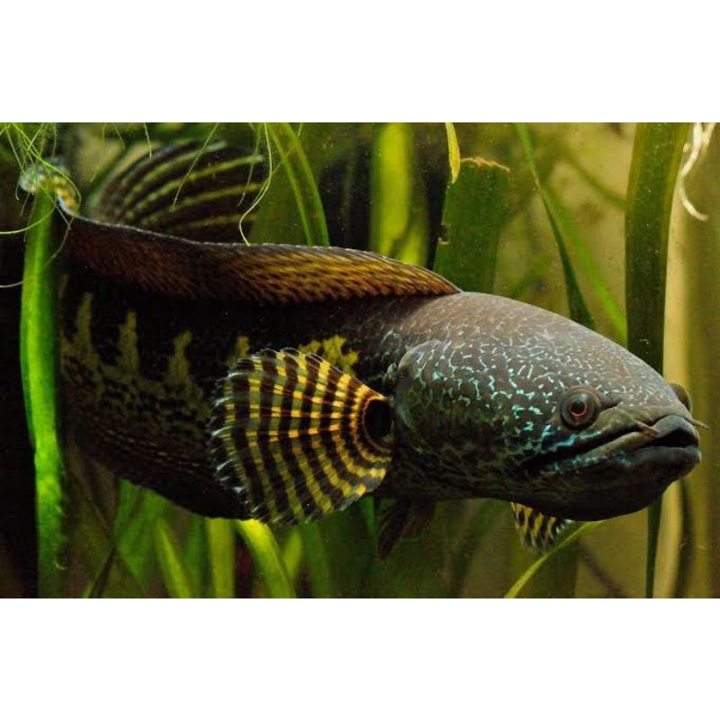 (KOLPRI) Channa auranti 18-19cm koleksi pribadi