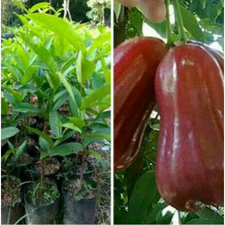 Bibit Buah Bibit Jambu Air Madu Merah
