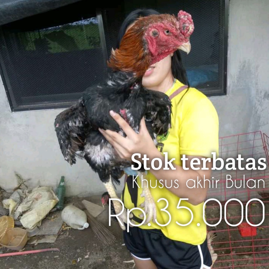 ayam shamo telur fertil super