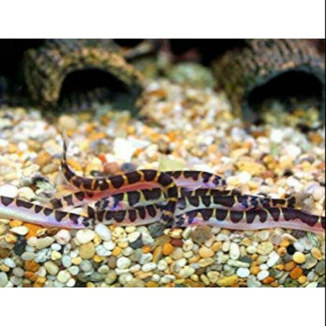 ikan hias aquascape Kuhli loach