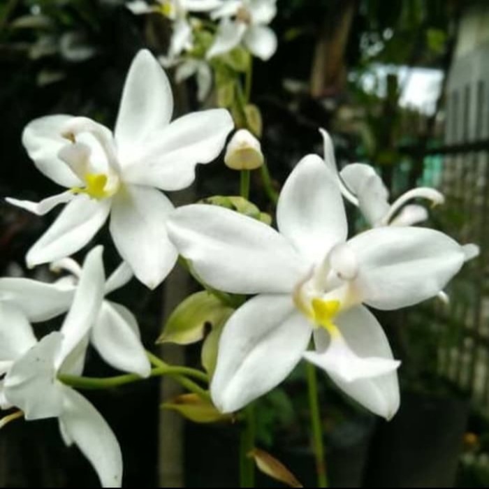 tanaman hias anggrek tanah bunga putih - anggrek tanah