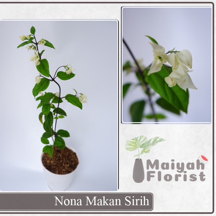 Nona Makan Sirih - Tanaman Herbal - Obat Radang - Melawan Kencing Batu -  Clerodendrum thomsonae Balff