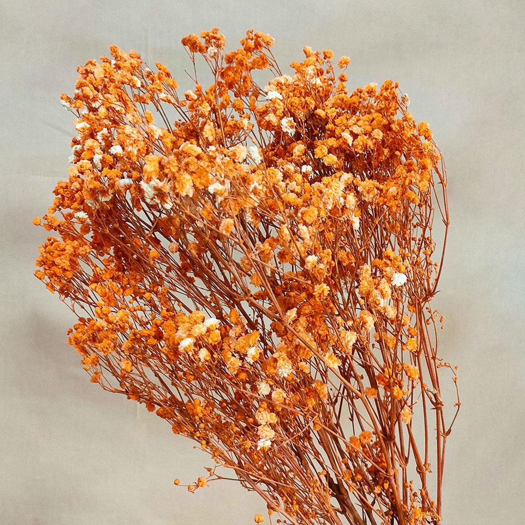 Dried Flower Preserved Real Touch Premium Baby's Breath Gypsophila Bunga Kering Asli Hias Dekorasi Pesta