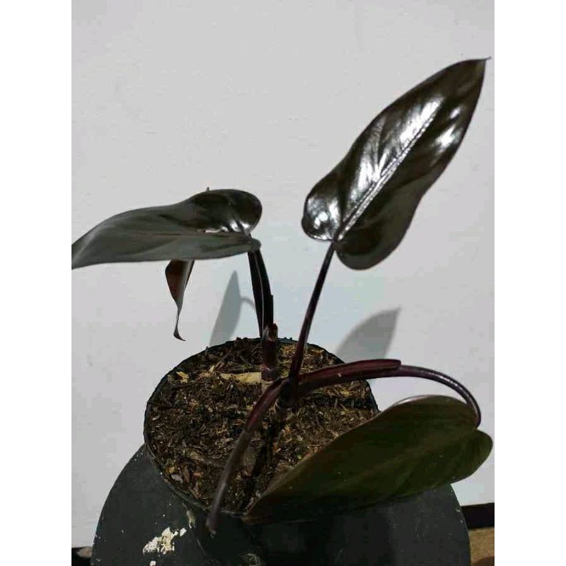 Philodendron Black Majesty