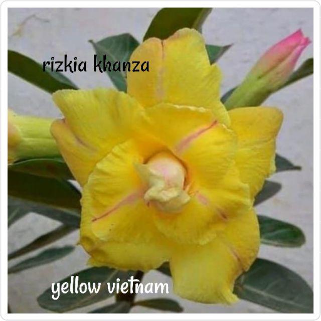 Bibit bunga kamboja/adenium treple terbaru-Yellow vietnam