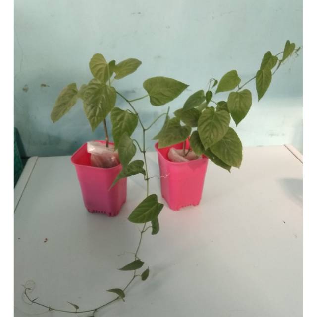 Tanaman ivy curtain rambatan akar gantung merah