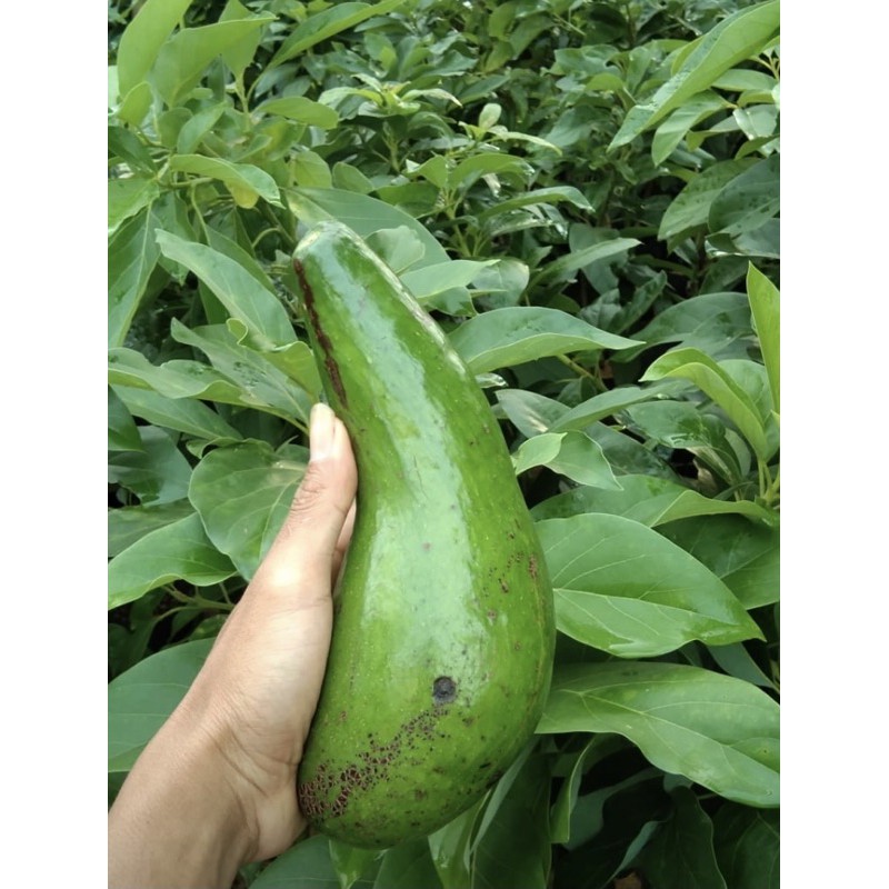alpukat aligator / bibit alpukat / bibit buah