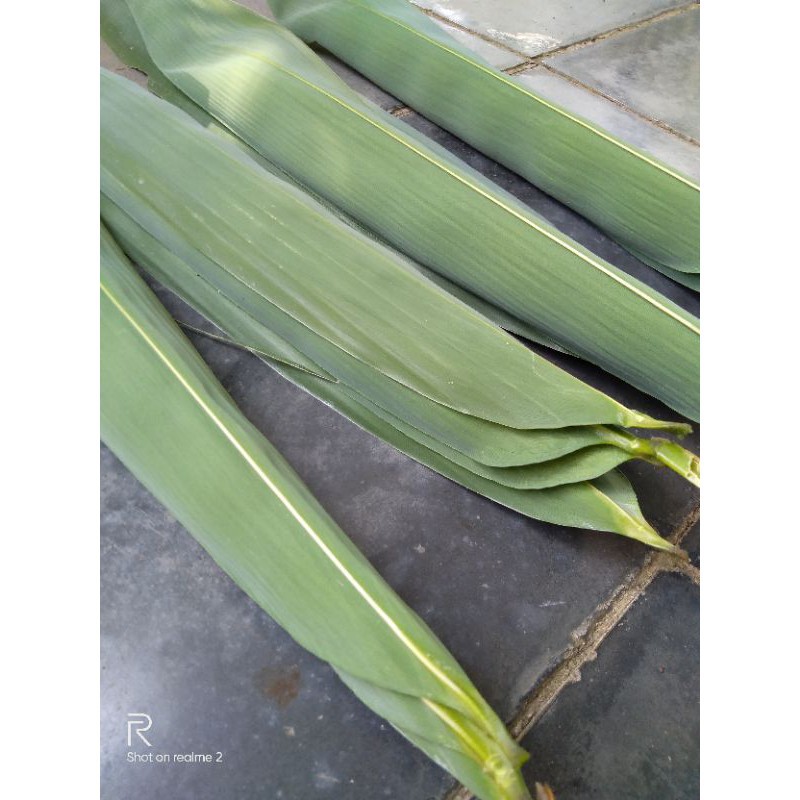 

terbaru Daun Bambu segar Bungkus Bacang/ Bakcang dan herbal segar