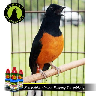 NAFAS 1 DR.EDHI OBAT BURUNG SAKIT PILEK BATUK ASMA SUARA SERAK | Shopee