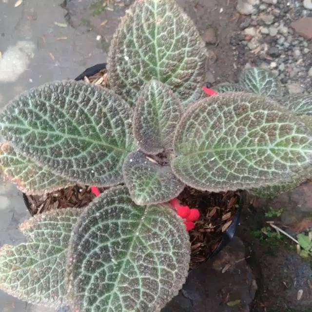 tanaman gantung episcia violet - episcia hitam - beludru hitam