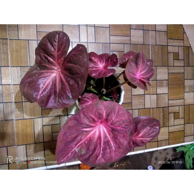 Keladi Nogogeni