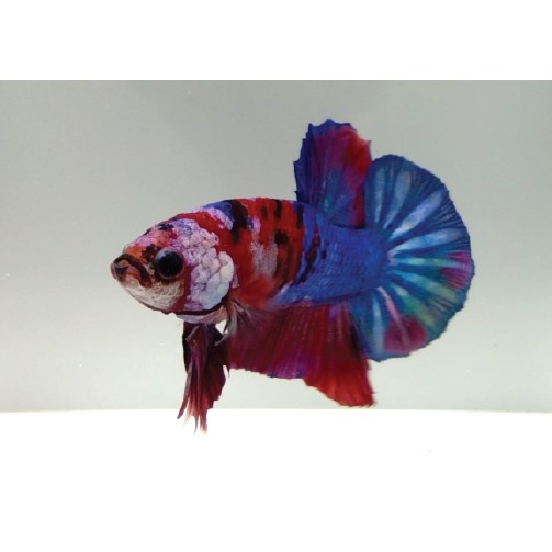 Cupang Red Koi Galaxy