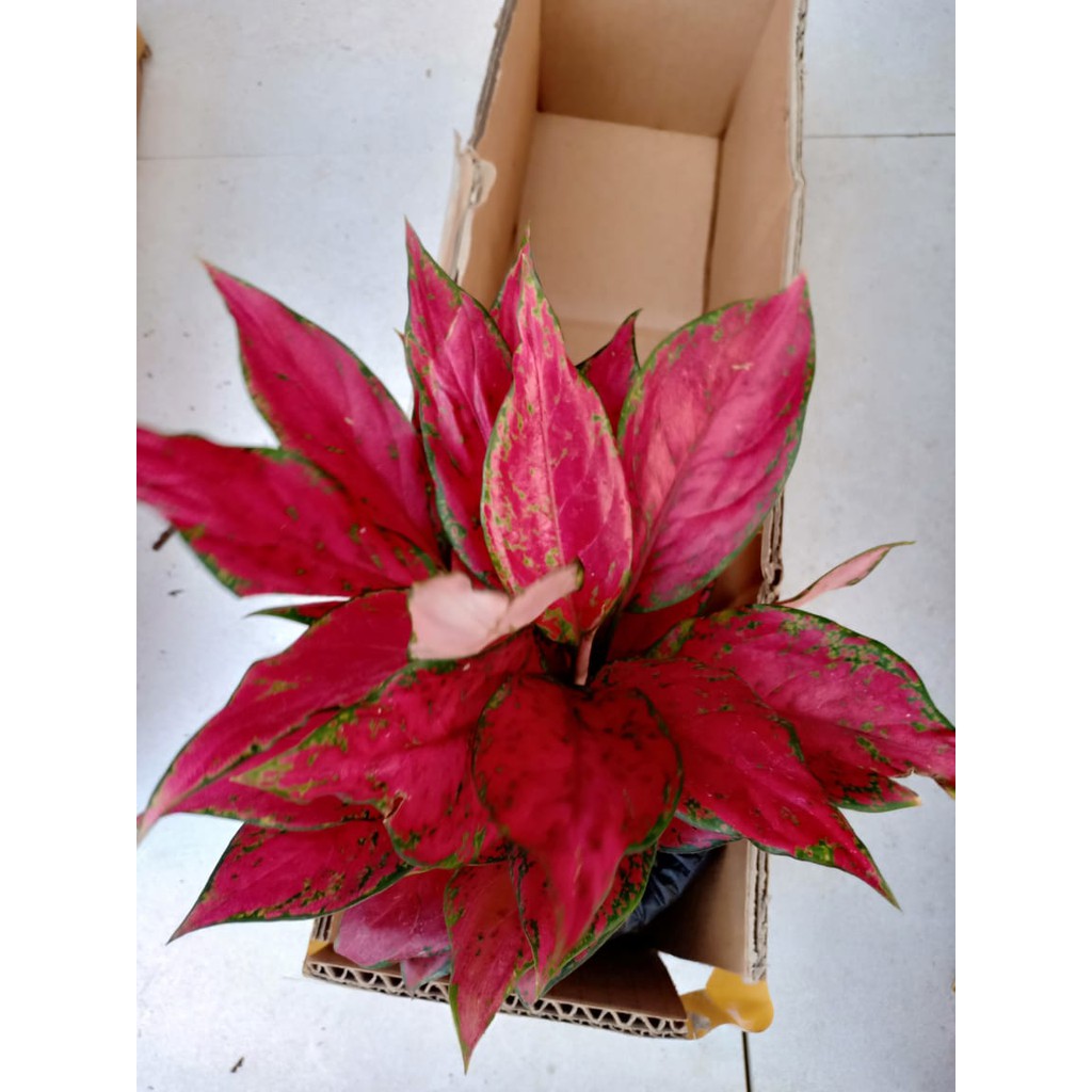 RUBY GARUDA - Tanaman Hias Aglonema / Aglaonema