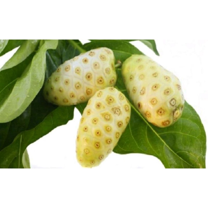 

Buah mengkudu 1kg