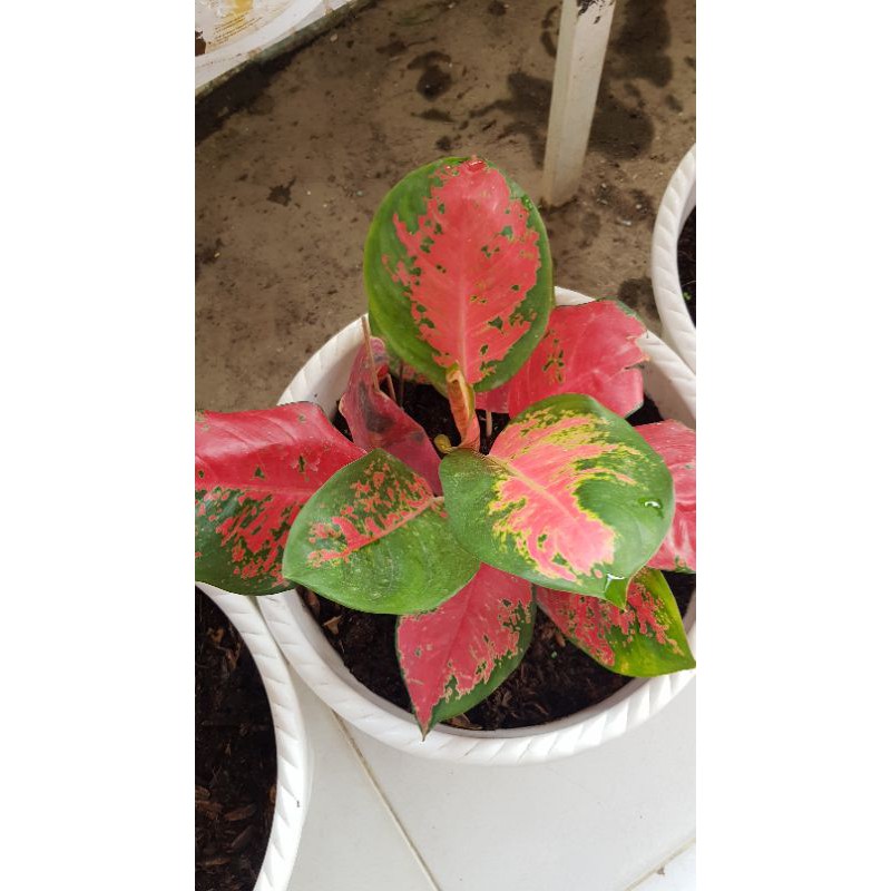 Aglonema Red suksom jaipong