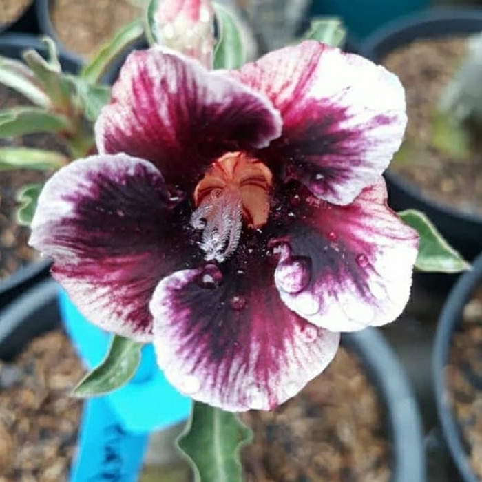 

promo Bibit bunga adenium purple lake santuy