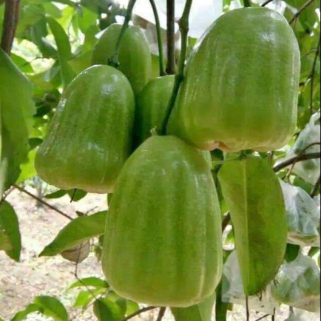bibit jambu air super green