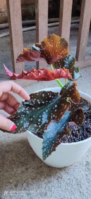 Tanaman Hias Begonia Moca - Begonia Mocca - Angel Wing - Polkadot