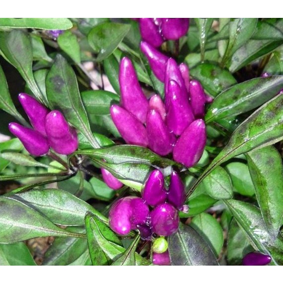 5 Benih Cabai Unik PURPLE CANDLE LIGHT cabe hias