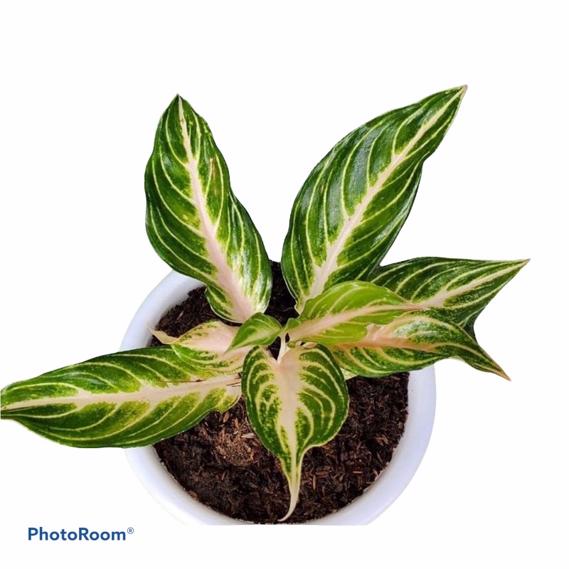 Tanaman Hias Aglonema Pink Butterfly - Tanaman Aglonema-Aglonema Pink Butterfly-Aglonema Murah- Aglo