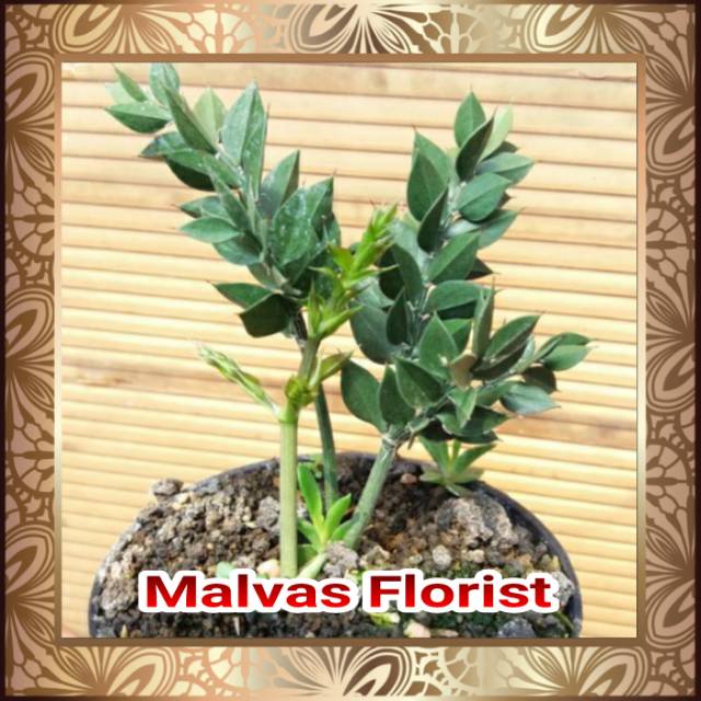 Tanaman hias - bibit bunga ruskus mikro