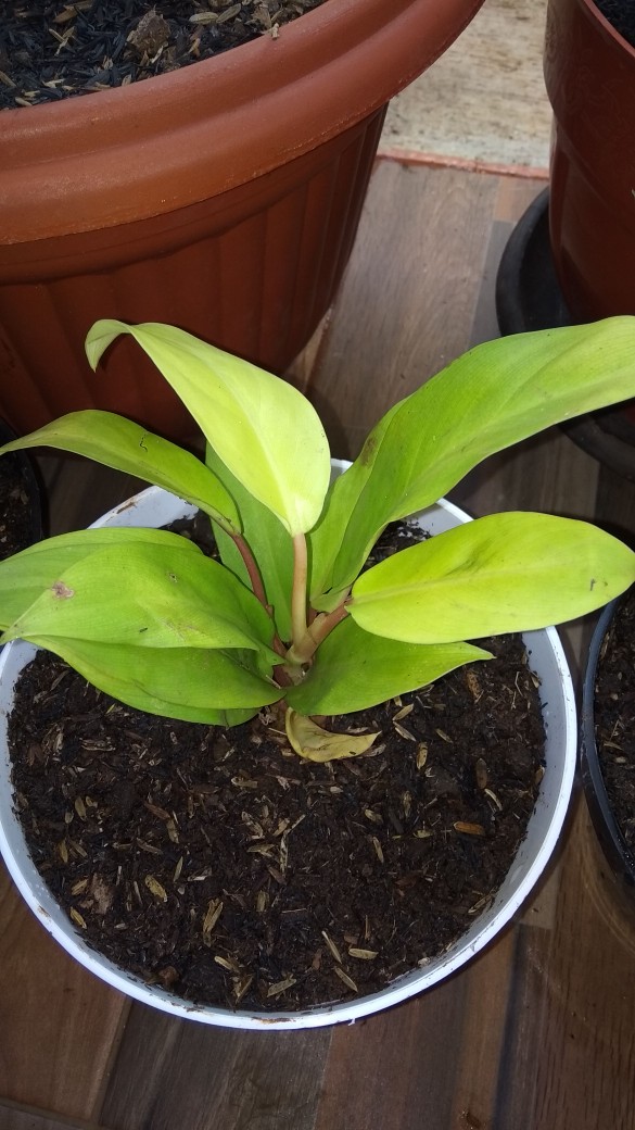 Tanaman Gantung Srigading Lemon | Srigading Love| Pohon Srigading