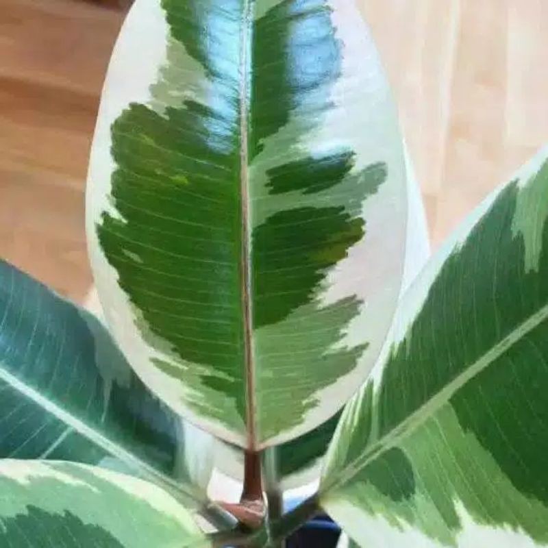 

paket 6 stek batang tanaman hias daun karet kebo varigata / herbal