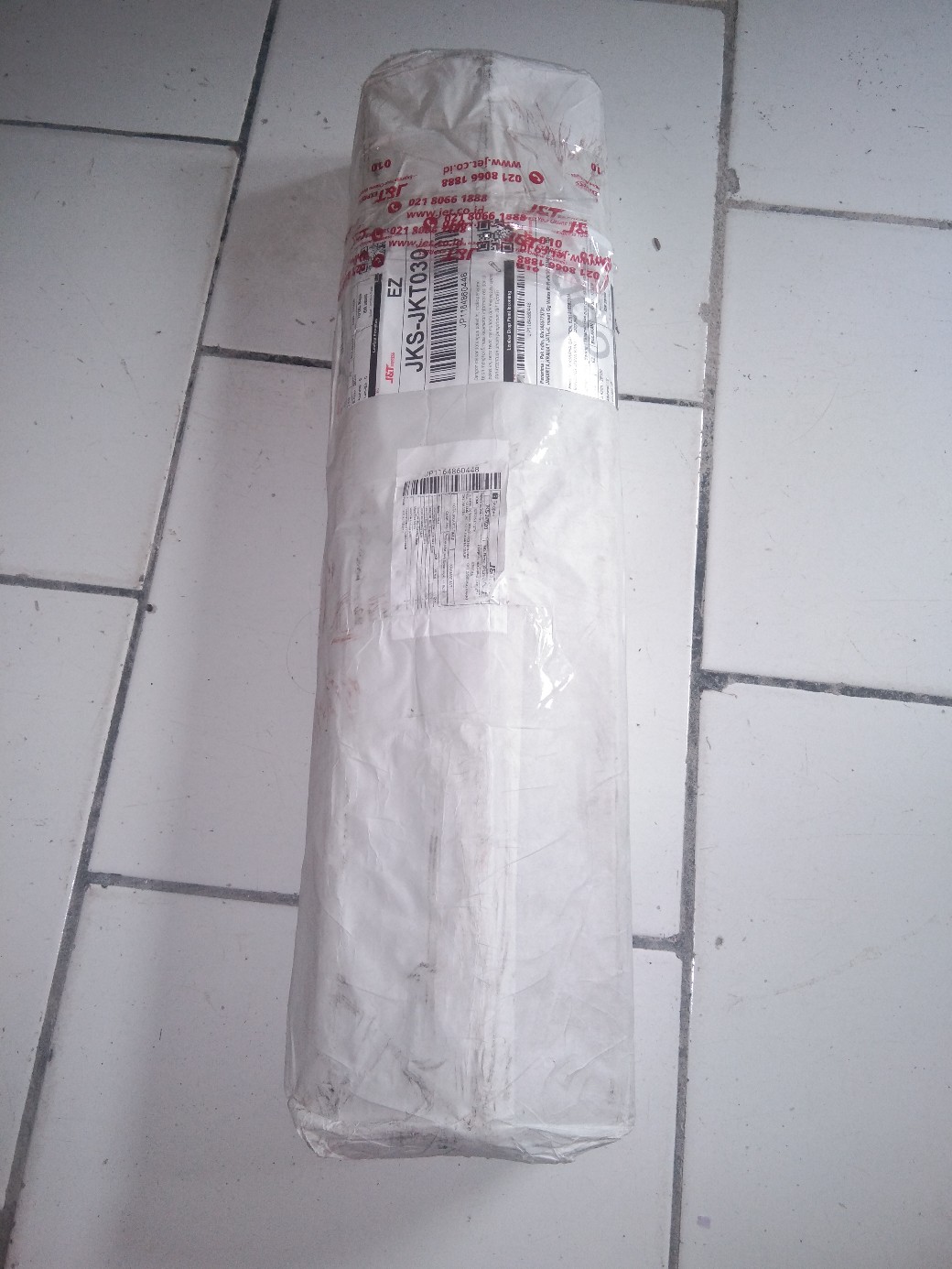 Tanaman Calathea Silver